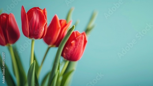 Close up of red tulips on blue backdrop with selective focus © Edvard