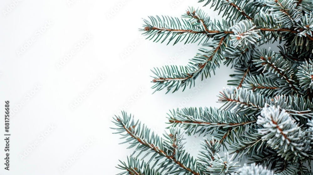 Close up of green spruce branches on white backdrop with space for text Close up of green spruce branches on white backdrop with space for text