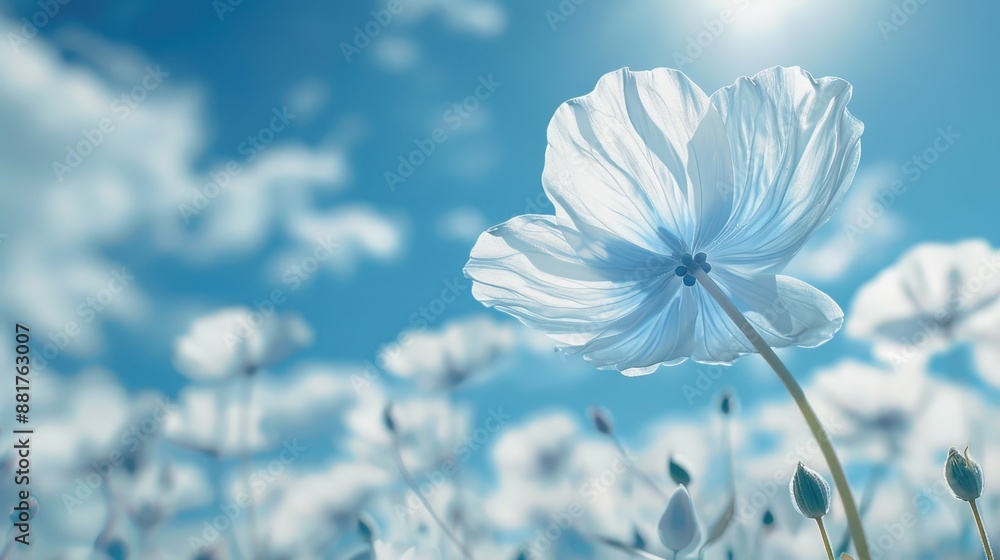 A lovely nemophila flower with see through petals in the sky A lovely nemophila flower with see through petals in the sky