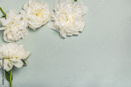 Tablou pe pânză Congratulatory layout with white peony flowers on a greenish background with copy space