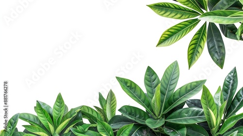 Green leaves of tropical plants shrubs flower arrangement in home garden nature backdrop isolated on white background Thailand clipping path : Generative AI © The Little Hut