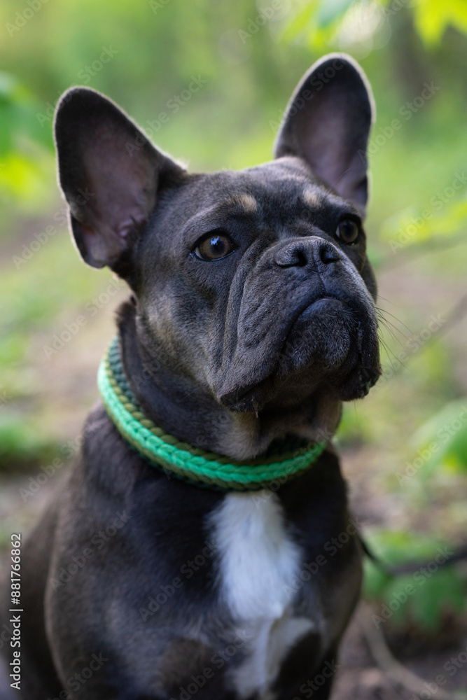 Fototapeta premium Französische Bulldogge