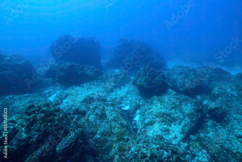 大きく美しいツバメウオ（ツバメウオ属）他の群れ。

東京都伊豆諸島式根島 - 2021年3月

A school of large, beautiful Longfin Batfish (Platax teira) and others.
 photo