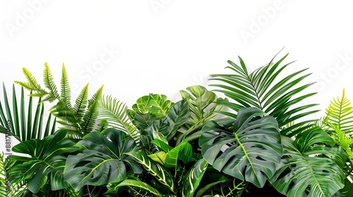 Green and variegated leaves of tropical foliage plants bush with various types of ferns philodendron Calathea peacock plant and Ti plant Tropical rainforest garden nature backdrop on w : Generative AI