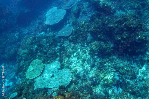 美しいウスバハギ（カワハギ科）他。東京都伊豆諸島式根島 - 2021年3月Beautiful Unicorn leatherjacke filefish (Aluterus monoceros) and others. 