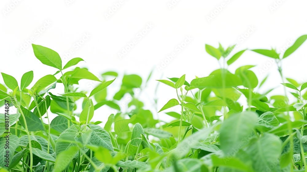 green soya bean plant isolated bushes shrub and small plants : Generative AI green soya bean plant isolated bushes shrub and small plants : Generative AI