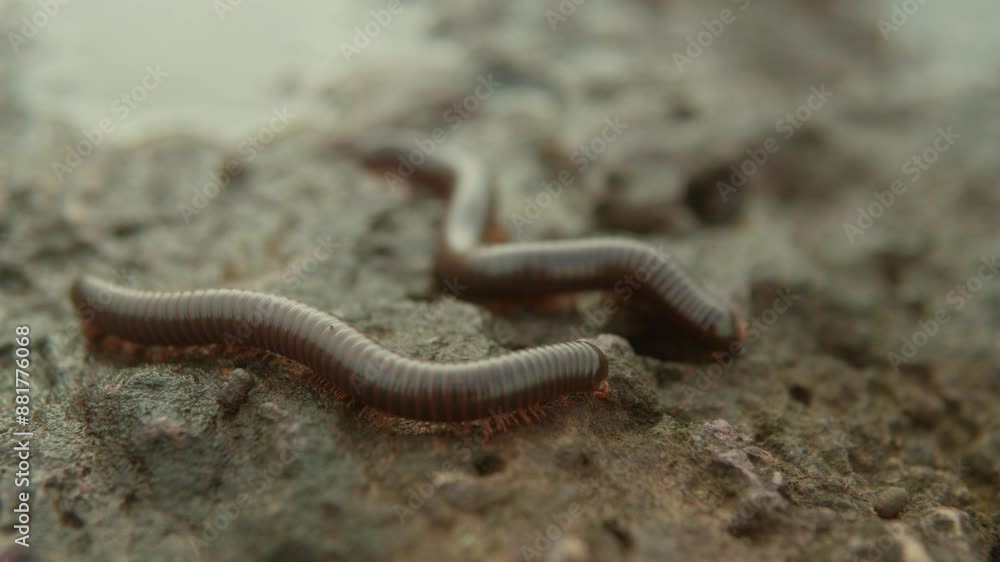 Close-up of two earthworms crawling on wet soil in a natural outdoor setting
