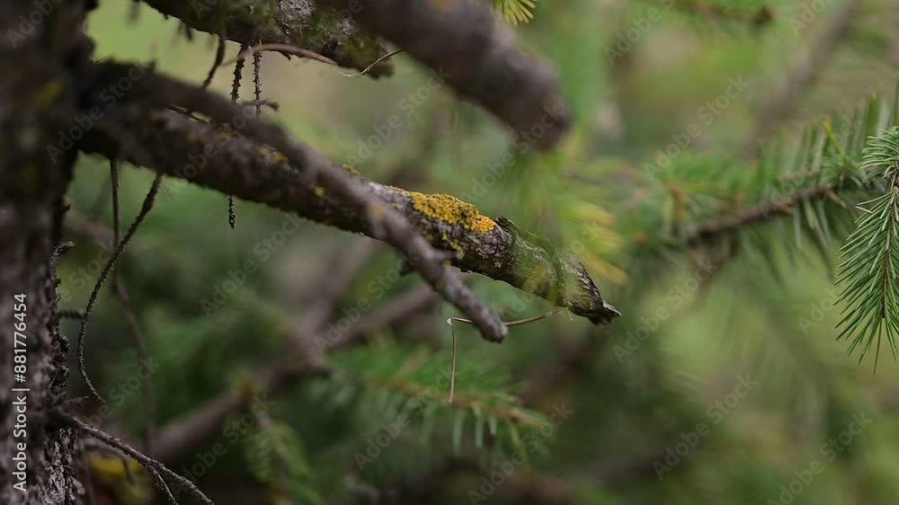 yellow moss on a branch of tree, Indian Rainforest yellow moss on a branch of tree, Indian Rainforest