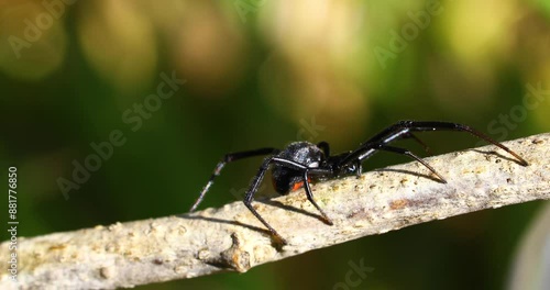 Wallpaper Mural Static closeup video of a Southern Black Widow Latrodectus mactans  on a branch. Torontodigital.ca