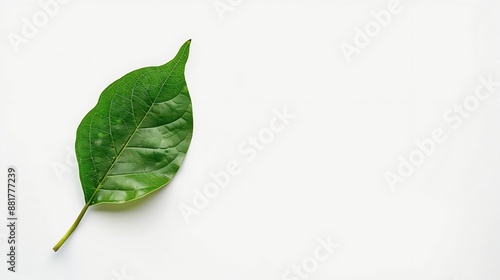 Fresh green single leaf just plucked from the branch isolated on white background with high resolution : Generative AI photo