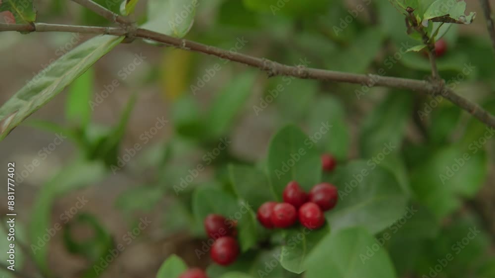 Red berries growing on a lush green plant in a natural setting Red berries growing on a lush green plant in a natural setting