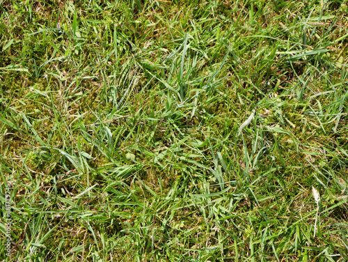 Green grass background, summer lawn, field close view