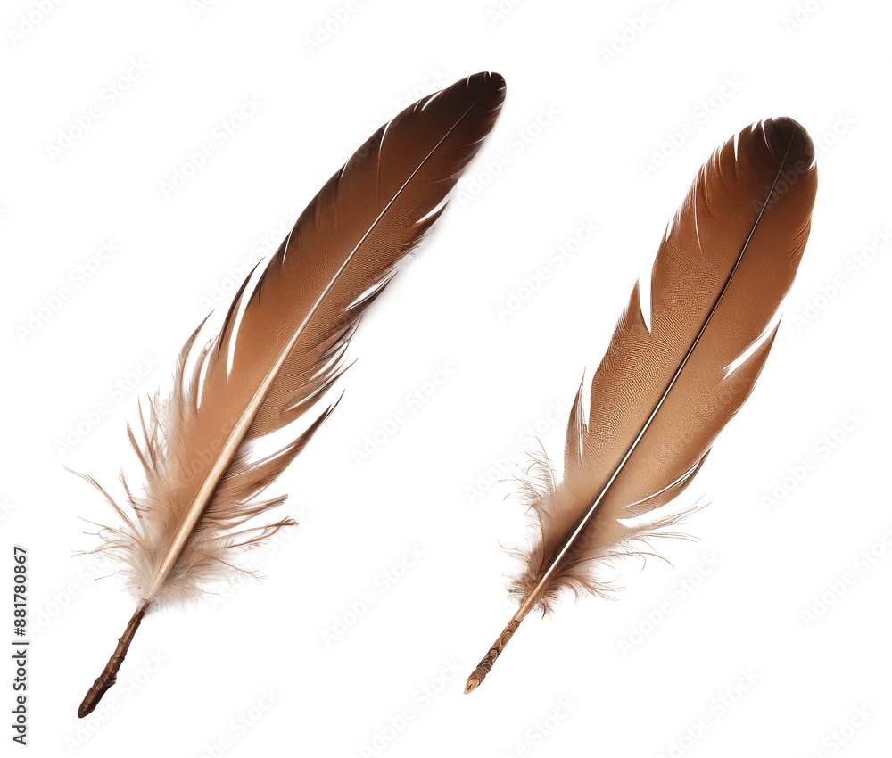 brown bird feather isolated on transparent background brown bird feather isolated on transparent background
