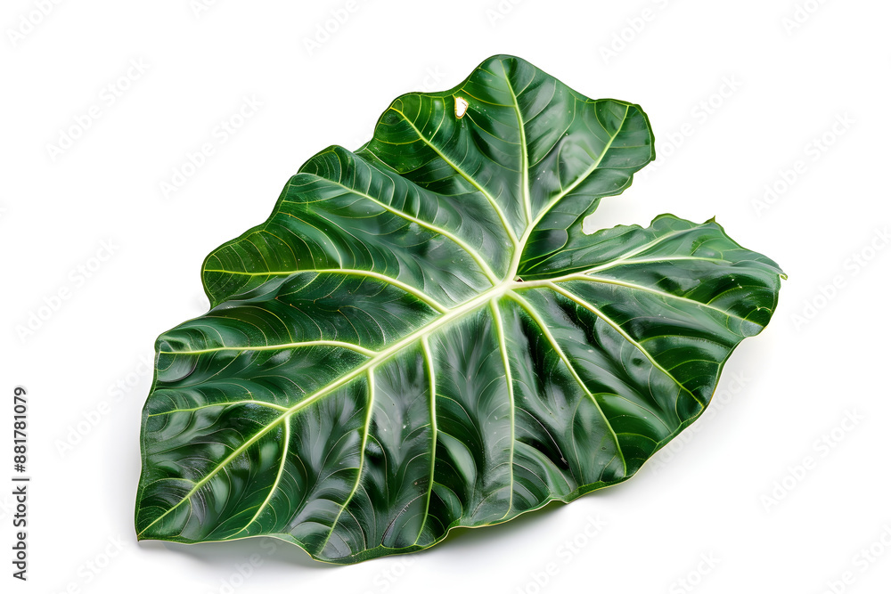 Obraz premium Alocasia Leaf, isolated on white background
