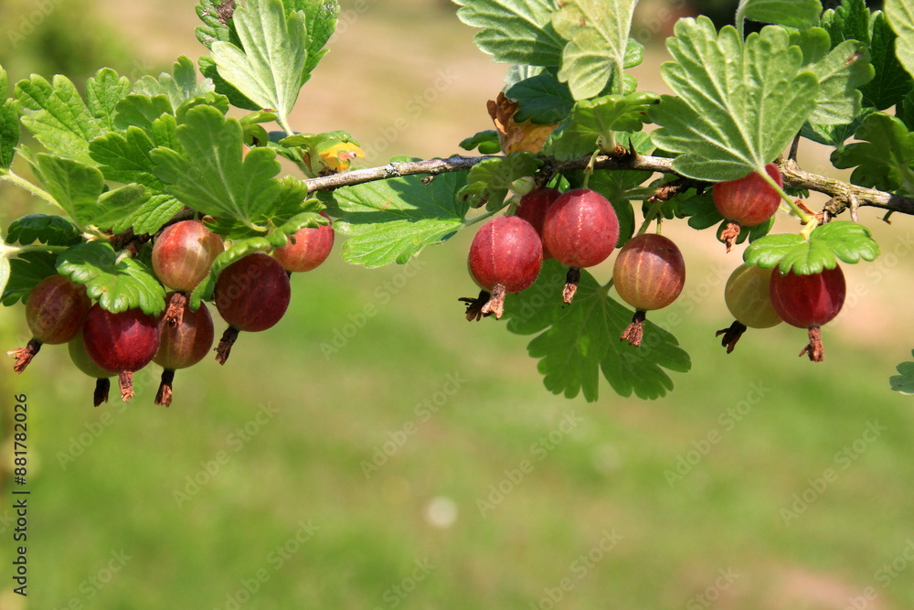 Ripe gooseberries in the garden on the bush during summer. Gooseberry harvest. blurred foliage background Ripe gooseberries in the garden on the bush during summer. Gooseberry harvest. blurred foliage background