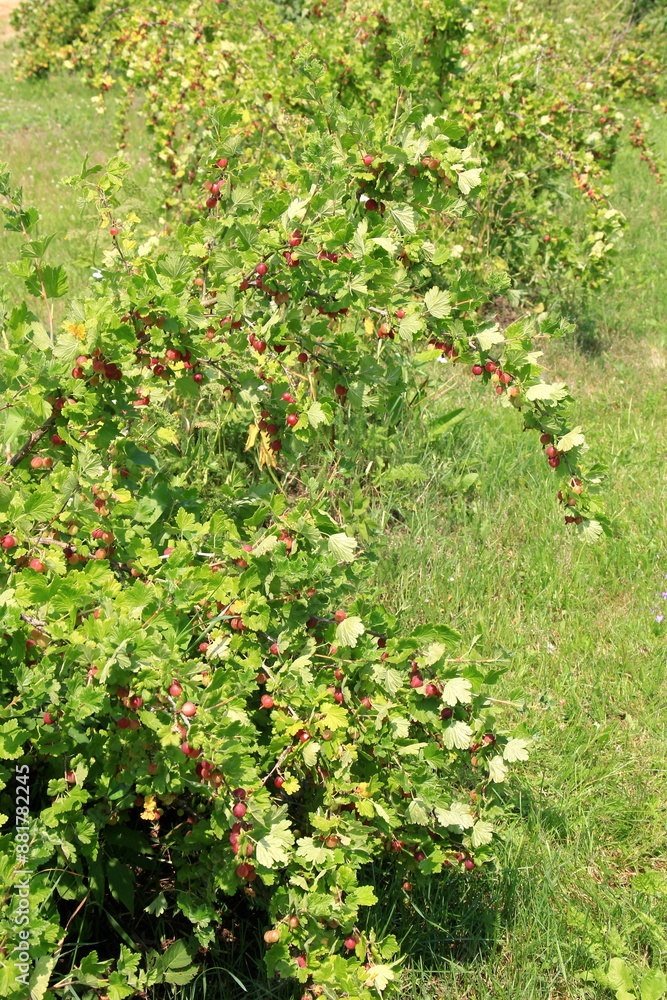 Ripe gooseberries in the garden on the bush during summer. Gooseberry harvest. blurred foliage background Ripe gooseberries in the garden on the bush during summer. Gooseberry harvest. blurred foliage background
