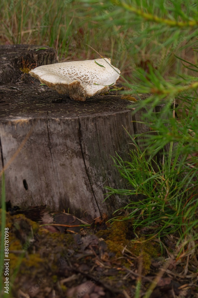 Obraz premium Close-up of a mushroom growing on a tree stump in a dense forest with lush greenery and pine saplings