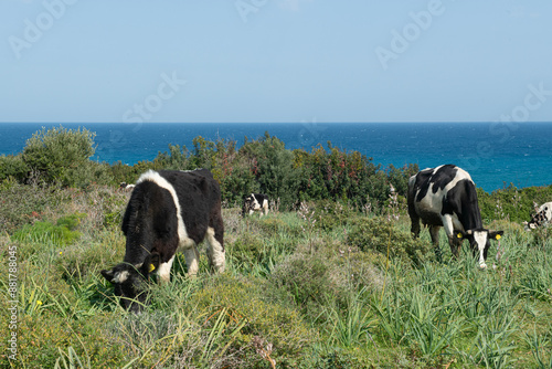 Cows grazing in the field by the sea. Herd of cows grazing in the meadow by the sea.
Cattle grazing by the sea on the island. photo