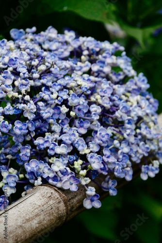 紫陽花