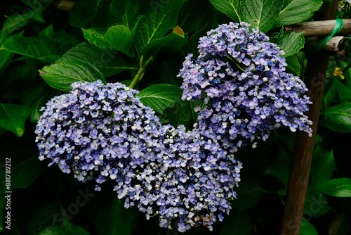 紫陽花