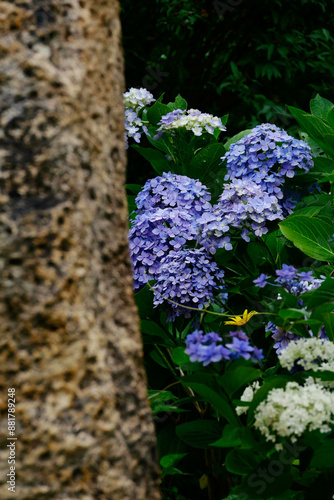 紫陽花