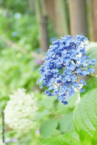 紫陽花
