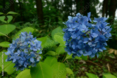 紫陽花