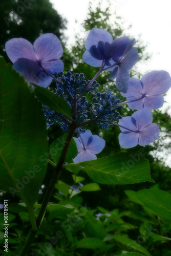 紫陽花