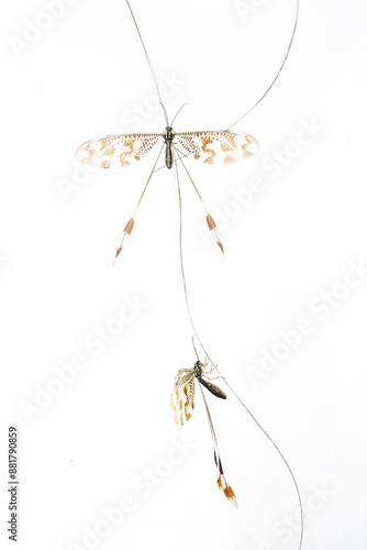 Delicate nemoptera bipennis in a graceful pose photo