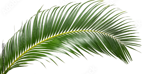 palm leaf isolated on white