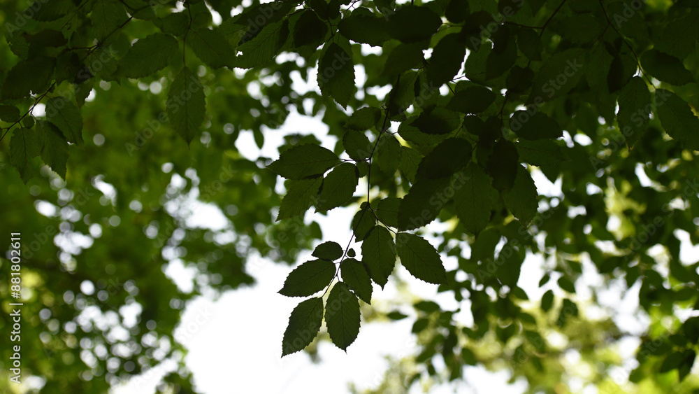 Obraz premium green leaves on a branch. A beautiful fresh green leaf. beautiful background, young leaves. nature in spring or summer. the concept of the freshness of a forest or park, beauty of nature, copy space