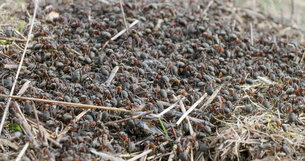 Fire ants crawling ant hill working on ground in forest hundreds swarm their mound Fire ants crawling ant hill working on ground in forest hundreds swarm their mound