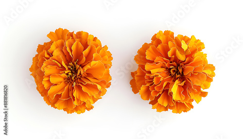 fresh marigold or tagetes erecta flower isolated on white background with full depth of field. Top view. Flat lay