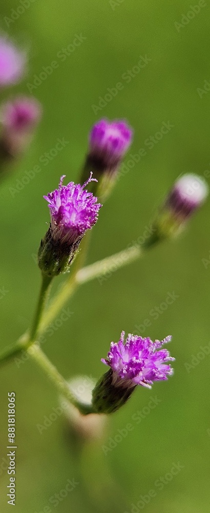 Macro Photography Of Tiny Wild Flowers Macro Photography Of Tiny Wild Flowers