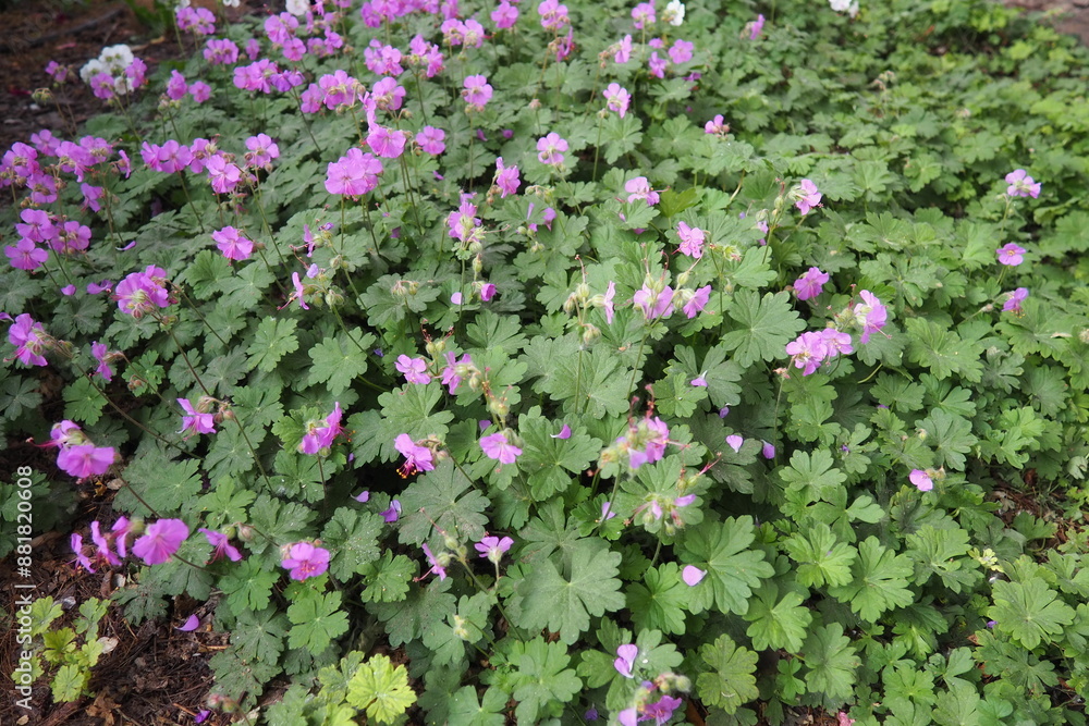 Geranium cantabrigiense is a hybrid flowering plant in the cranesbill family Geraniaceae. It is an hybrid between Geranium dalmaticum and G. macrorrhizum. Long-lasting pink flowers. Budapest, Hungary Geranium cantabrigiense is a hybrid flowering plant in the cranesbill family Geraniaceae. It is an hybrid between Geranium dalmaticum and G. macrorrhizum. Long-lasting pink flowers. Budapest, Hungary