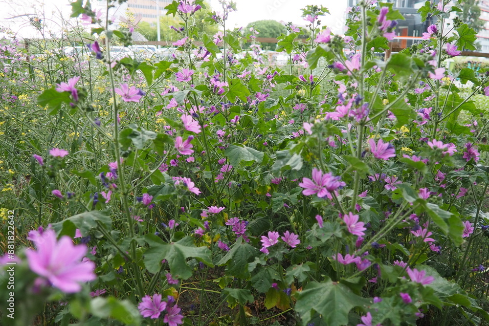 Obraz premium Malva sylvestris, mallow genus Malva in Malvaceae. Common mallow, cheeses, high mallow and tall mallow mauve. Vigorous plant with showy flowers of mauve-purple with dark veins. Budapest, Hungary