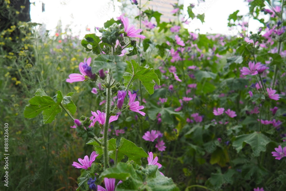 Malva sylvestris, mallow genus Malva in Malvaceae. Common mallow, cheeses, high mallow and tall mallow mauve. Vigorous plant with showy flowers of mauve-purple with dark veins. Budapest, Hungary Malva sylvestris, mallow genus Malva in Malvaceae. Common mallow, cheeses, high mallow and tall mallow mauve. Vigorous plant with showy flowers of mauve-purple with dark veins. Budapest, Hungary