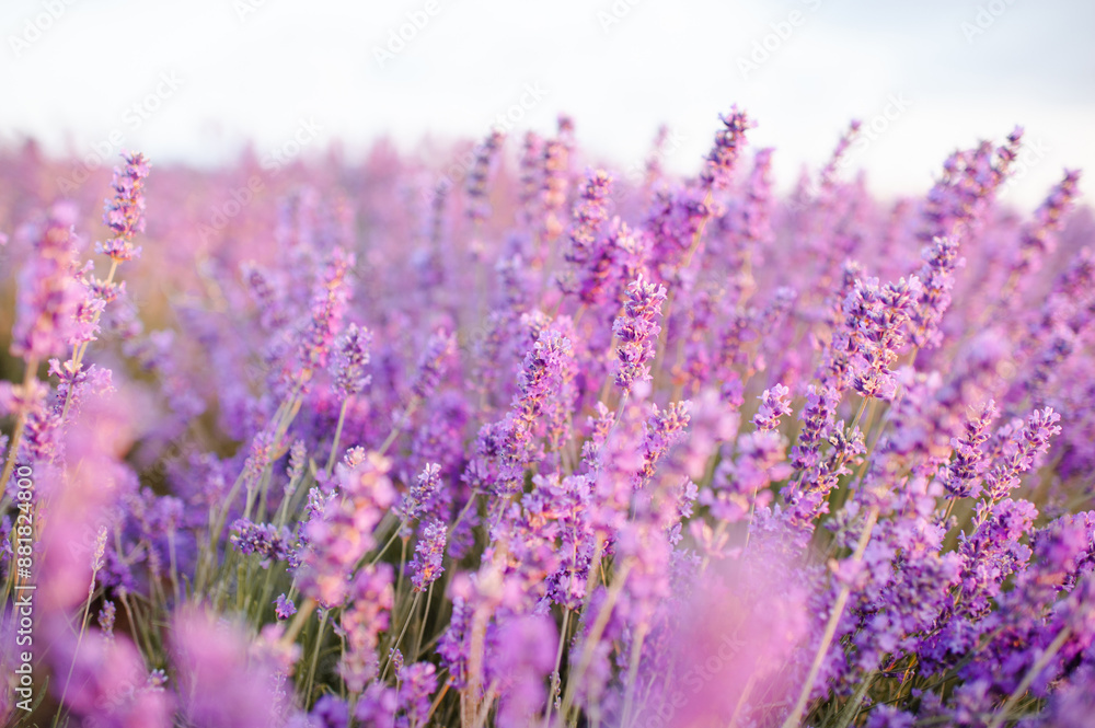 Obraz premium Blooming lavender field in sun light at background. Summer time season.