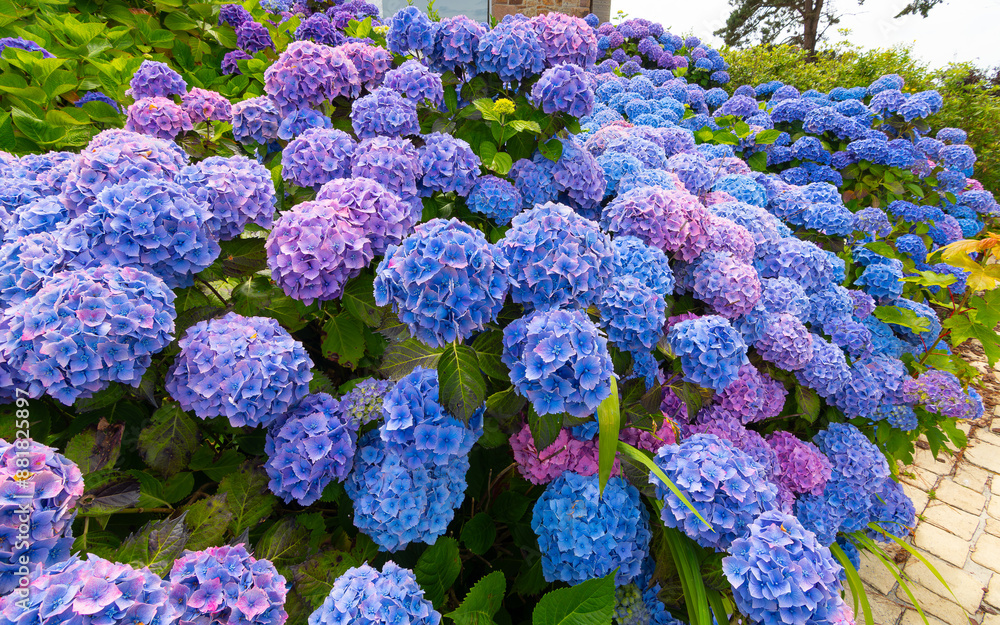 Beautiful hydrangeas of the pink granit coast in Brittany - France Beautiful hydrangeas of the pink granit coast in Brittany - France