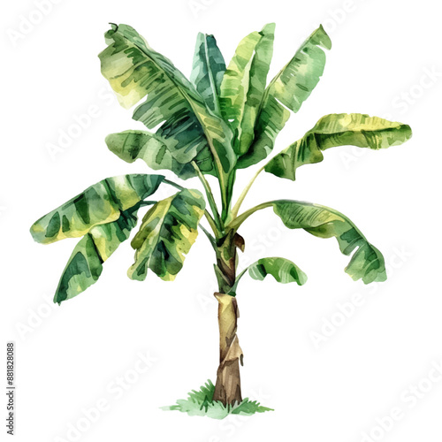 Watercolor banana tree isolated on white background.