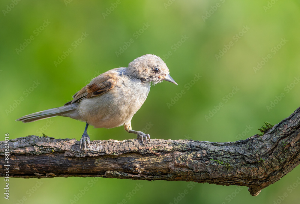 Eurasian penduline tit, remiz pendulinus. A young bird sitting on a branch on a beautiful background Eurasian penduline tit, remiz pendulinus. A young bird sitting on a branch on a beautiful background