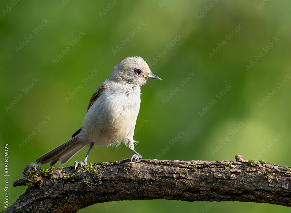 Eurasian penduline tit, remiz pendulinus. A young bird sits on a branch above the river Eurasian penduline tit, remiz pendulinus. A young bird sits on a branch above the river