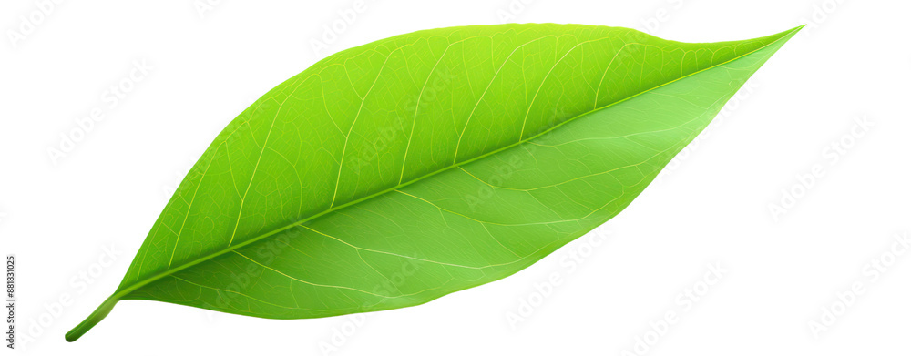 mango green leaf 3d realistic illustration mango green leaf 3d realistic illustration