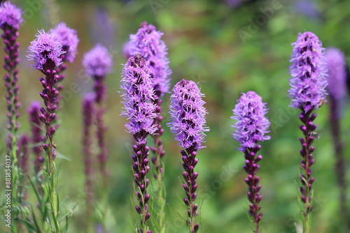 Purple liatris spicata flowers with green leaves, background. Blazing star.