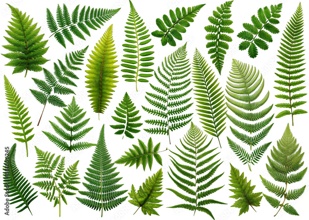 Fern Leaves - A variety of fern leaves in different shapes and sizes on a transparent background. Fern Leaves - A variety of fern leaves in different shapes and sizes on a transparent background.