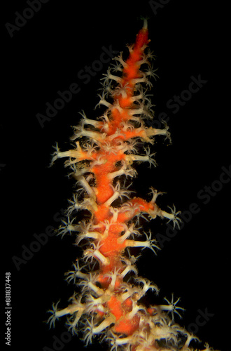 a soft coral on a reef in the caribbean sea photo