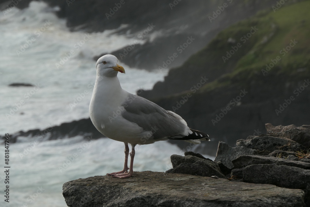 Seagull in front of cliffs washed by the surf on the Atlantic Ocean Seagull in front of cliffs washed by the surf on the Atlantic Ocean