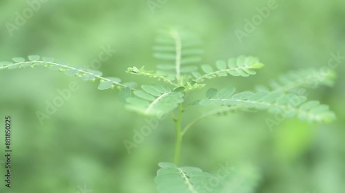 Green small Plant, Bihar, india Flora of Bihar photo