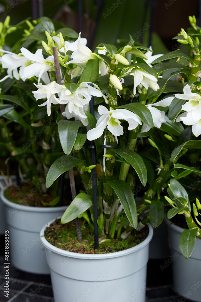 Dendrobium Angel Baby, white orchids in vases Dendrobium Angel Baby, white orchids in vases