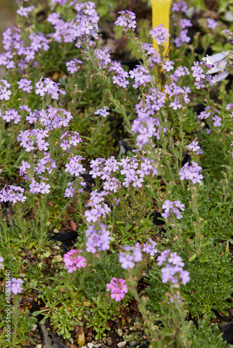 Erinus alpinus or fairy foxglove herb with purple flowers